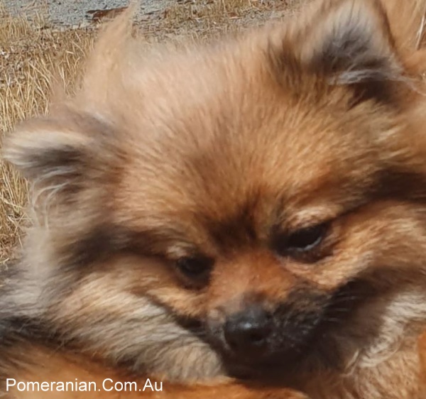 Pomeranian Puppies for Sale Melbourne Dochlaggie Pomeranians
