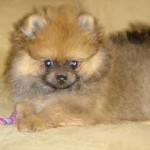 The Pomeranian "Mushu "