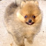 Dochlaggie puppy exported to Singapore