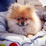 Dochlaggie Pomeranian