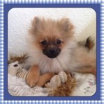 Pomeranian puppy Pomeranian puppy