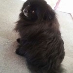 Julie's Dochlaggie girl