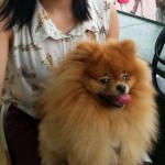 Pomeranian dog