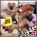 Pomeranian puppy