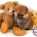 The Pomeranian " Lala"