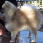Dochlaggie Pomeranian