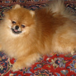 Dochlaggie Pomeranian