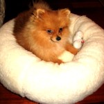 The Pomeranian "Max"