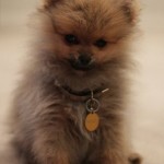 Pomeranian puppy
