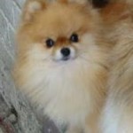 Dochlaggie Pomeranian