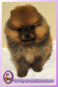 The Pomeranian " Spencer