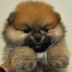The Pomeranian Elton