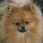 The Pomeranian Charlee