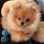 Dochlaggie Pomeranian puppy