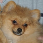 Dochlaggie Pomeranian puppy