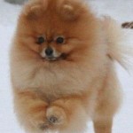 The Pomeranian Harry