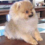 Dochlaggie Pomeranian