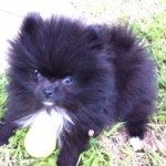 Pomeranian puppy