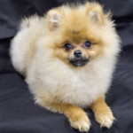 The Pomeranian " Jax" The Pomeranian " Jax"