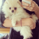 The Pomeranian " Boston "