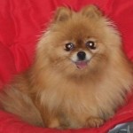 Pomeranian