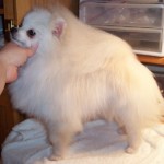 Dochlaggie Snow Puff