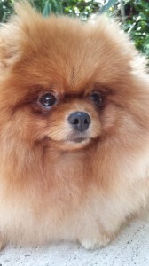 The Pomeranian Rowdy