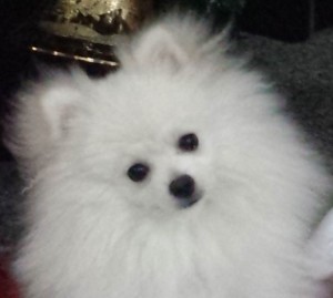 The Pomeranian "Smurf"
