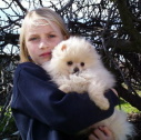 Pomeranian puppy