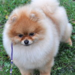 Pomeranian