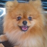 Pomeranian