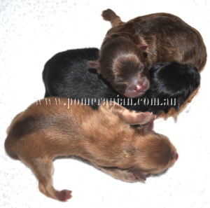New litter at Dochlaggie