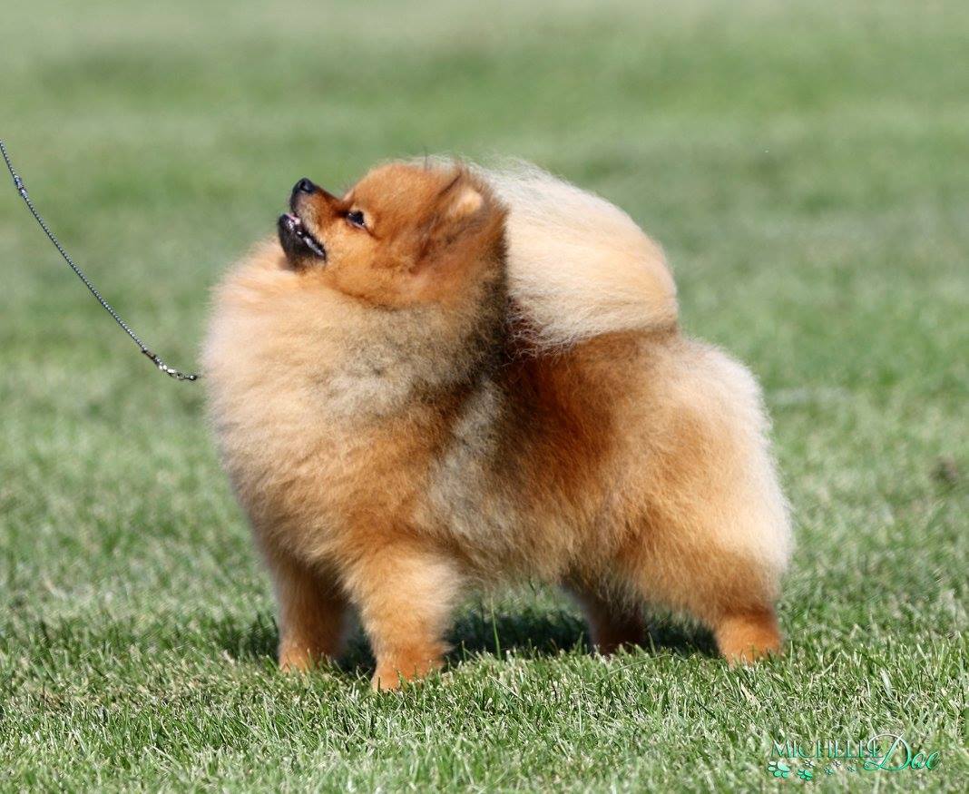 BackToBack BEST SHOW 2nd Tallangatta & Yarra Glen Kennel Club Shows