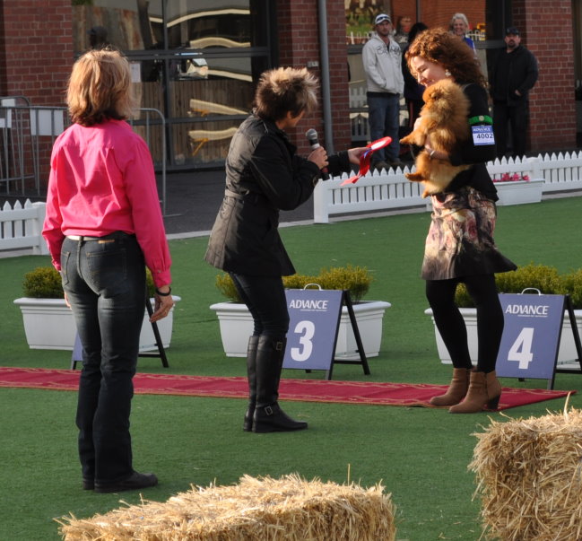 Denise Leo & the Dochlaggie Pomeranians appeared on the Real Housewives of Melbourne
