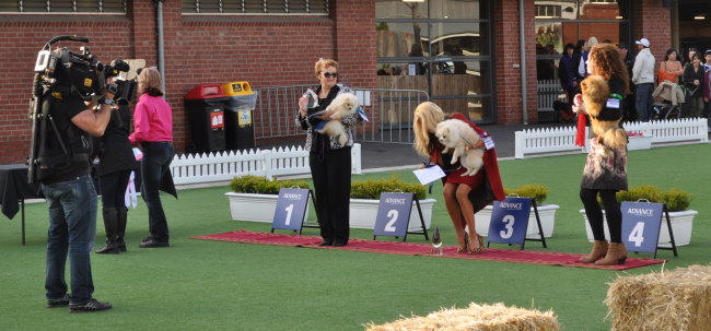 Denise Leo & the Dochlaggie Pomeranians appeared on the Real Housewives of Melbourne