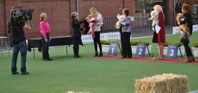 Dochlaggie Pomeranians appeared with Gamble Breaux on the Real Housewives of Melbourne