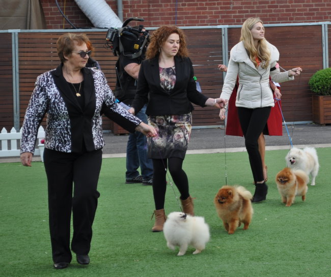 Dochlaggie Pomeranians, Denise Leo appeared with Gamble Breaux on the Real Housewives of Melbourne