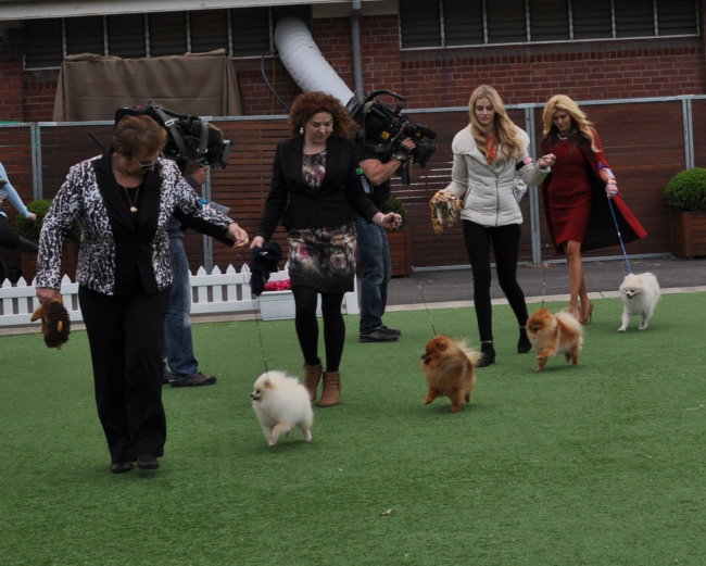 Dochlaggie Pomeranians, Denise Leo appeared with Gamble Breaux on the Real Housewives of Melbourne