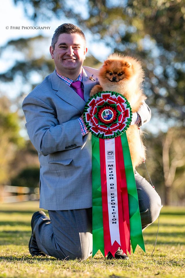 Rebel the Pomeranian handled by Jrarrod Tyler wins BEST IN SHOW All Breeds at Sydney Kennel Club