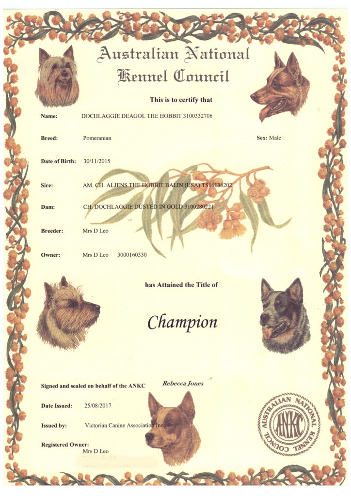 dochlaggie pomeranians dochlaggie deagol the hobbit s chionship title dochlaggie pomeranians dochlaggie pomeranians dochlaggie deagol the hobbit s chionship title dochlaggie pomeranians