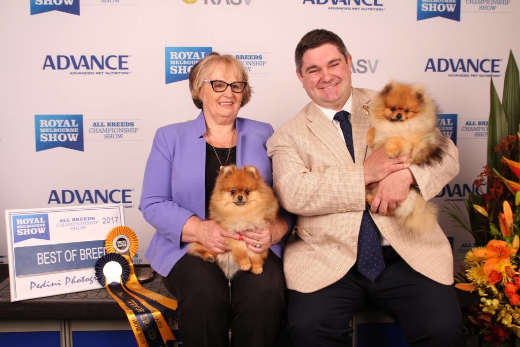 pomeranian, pomeranians, Dochlaggie. Royal Melbourne Show 2017