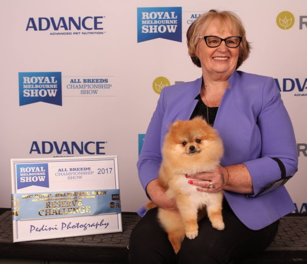 pomeranian, pomeranians, Dochlaggie. Royal Melbourne Show 2017