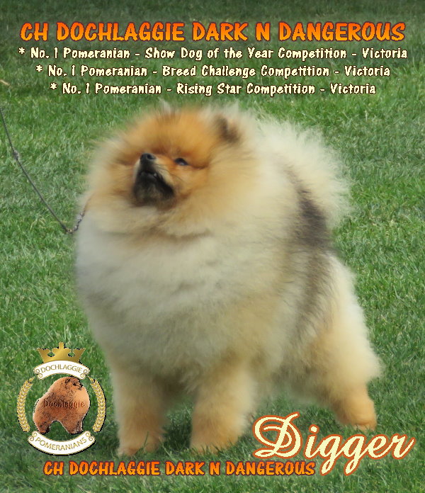Ch Dochlaggie Dark N Dangerous is No 1 Pomeranian & No 1 Pomeranian Rising Star Victoria 2017
