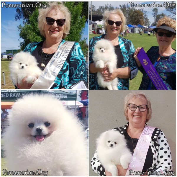 White Pomeranian