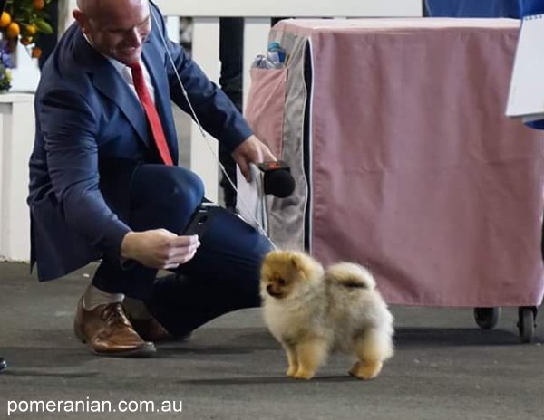 Pomeranian Dochlaggie Debonair