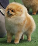 Australian Multi BISA Supreme Champion Dochlaggie Dragon Heart