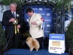 Australian Multi BISA Supreme Champion Dochlaggie Dragon Heart winning his first Royal Best in Show 4th award.