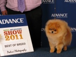 Australian Multi BISA Supreme Champion Dochlaggie Dragon Heart