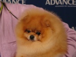 Australian Multi BISA Supreme Champion Dochlaggie Dragon Heart