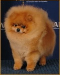 Australian Multi BISA Supreme Champion Dochlaggie Dragon Heart.